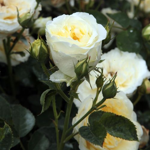 Rosa The Pilgrim - galben - Trandafir copac cu trunchi înalt - cu flori tip trandafiri englezești - coroană curgătoare
